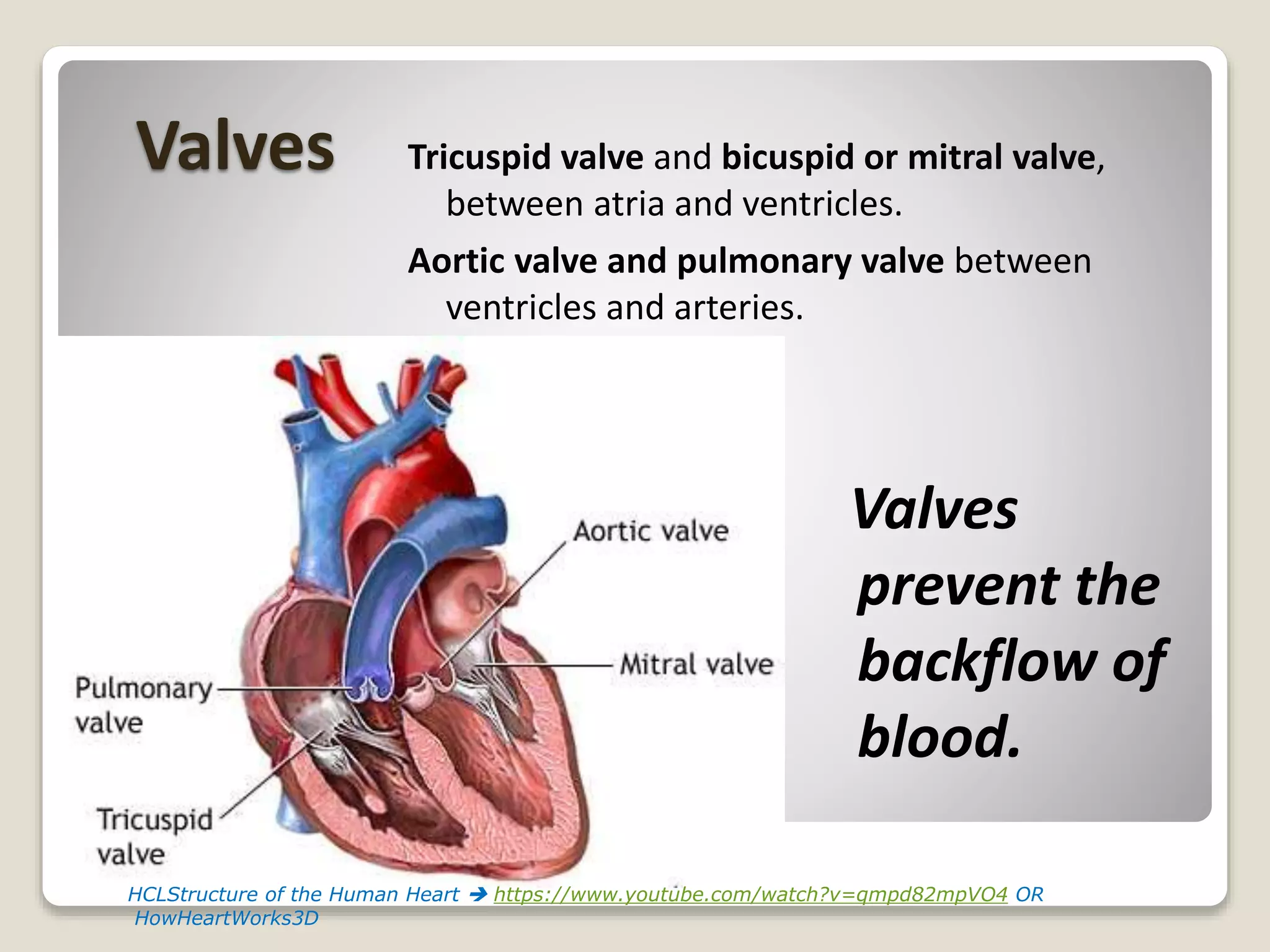 Valves
Valves
prevent the
backflow of
blood.
Tricuspid valve and bicuspid or mitral valve,
between atria and ventricles.
Aortic valve and pulmonary valve between
ventricles and arteries.
HCLStructure of the Human Heart  https://www.youtube.com/watch?v=qmpd82mpVO4 OR
HowHeartWorks3D
 