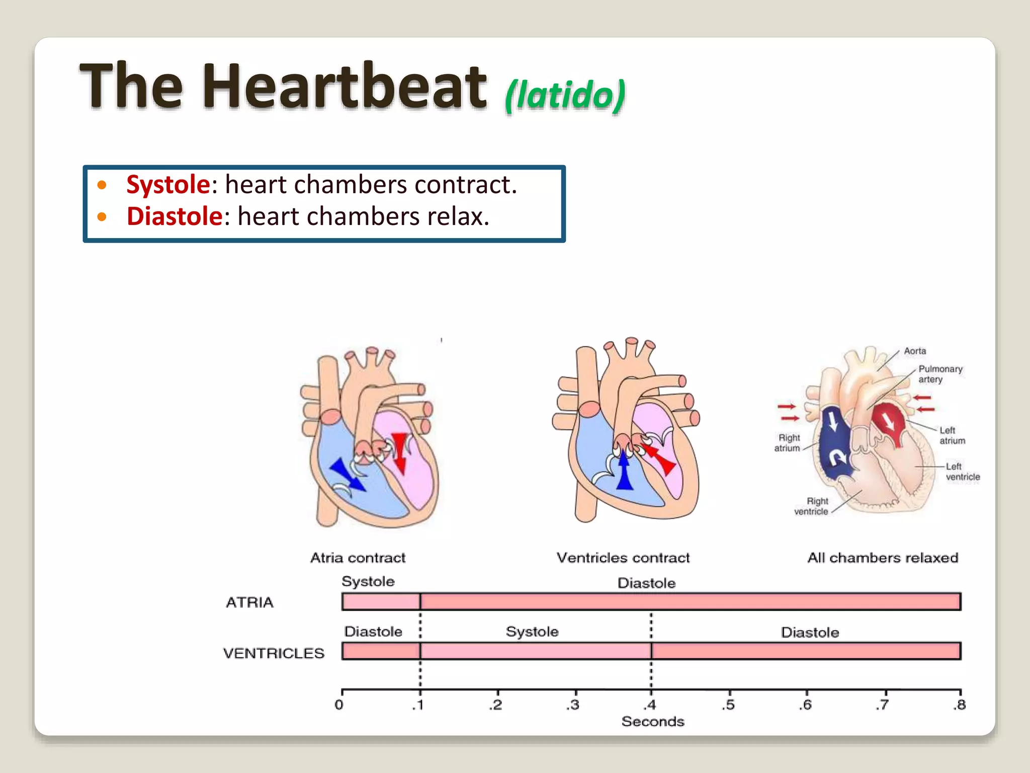 The Heartbeat (latido)
 Systole: heart chambers contract.
 Diastole: heart chambers relax.
 