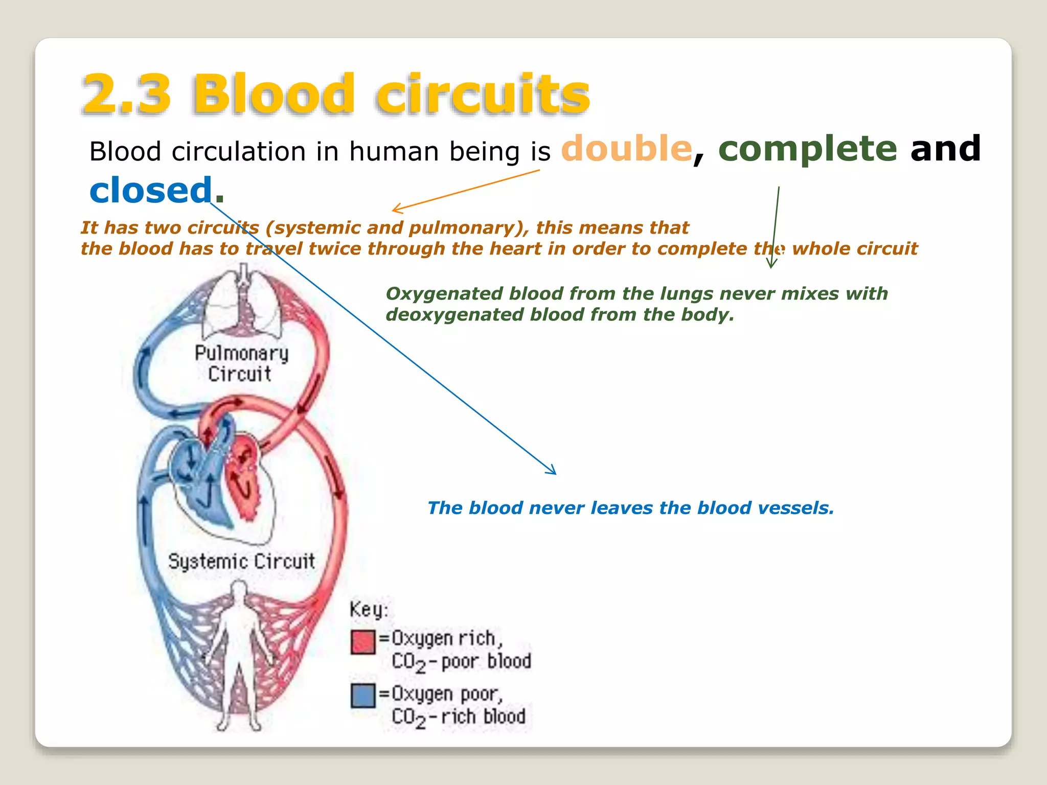 2.3 Blood circuits
Blood circulation in human being is double, complete and
closed.
It has two circuits (systemic and pulmonary), this means that
the blood has to travel twice through the heart in order to complete the whole circuit
Oxygenated blood from the lungs never mixes with
deoxygenated blood from the body.
The blood never leaves the blood vessels.
 