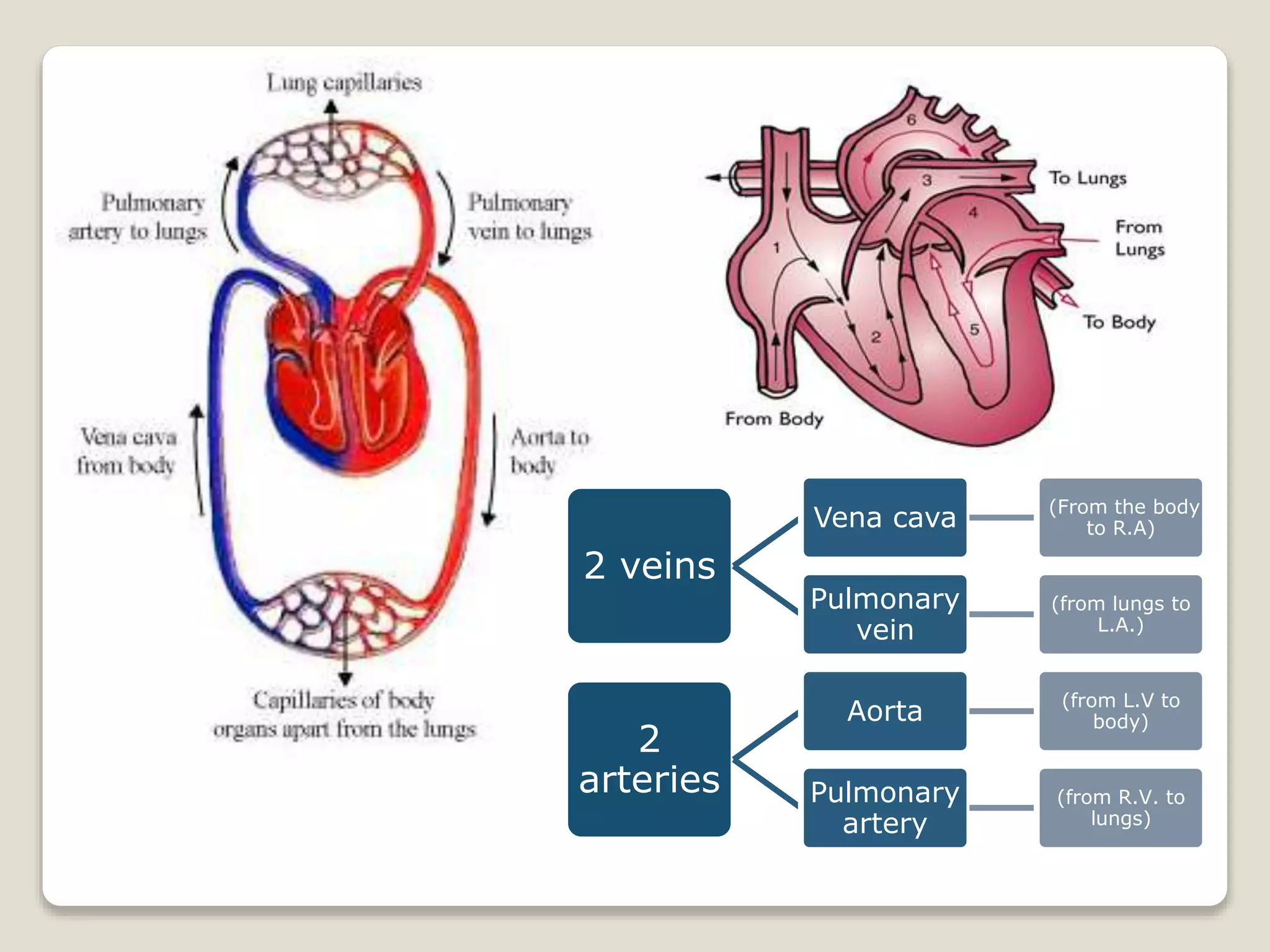 2 veins
Vena cava (From the body
to R.A)
Pulmonary
vein
(from lungs to
L.A.)
2
arteries
Aorta (from L.V to
body)
Pulmonary
artery
(from R.V. to
lungs)
 