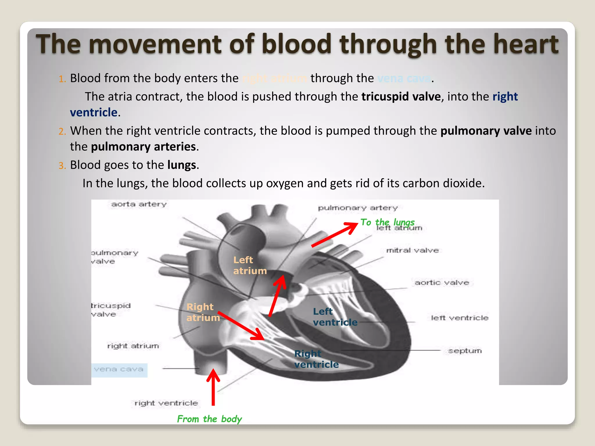 The movement of blood through the heart
1. Blood from the body enters the right atrium through the vena cava.
The atria contract, the blood is pushed through the tricuspid valve, into the right
ventricle.
2. When the right ventricle contracts, the blood is pumped through the pulmonary valve into
the pulmonary arteries.
3. Blood goes to the lungs.
In the lungs, the blood collects up oxygen and gets rid of its carbon dioxide.
Right
atrium
Left
atrium
Right
ventricle
Left
ventricle
To the lungs
From the body
 