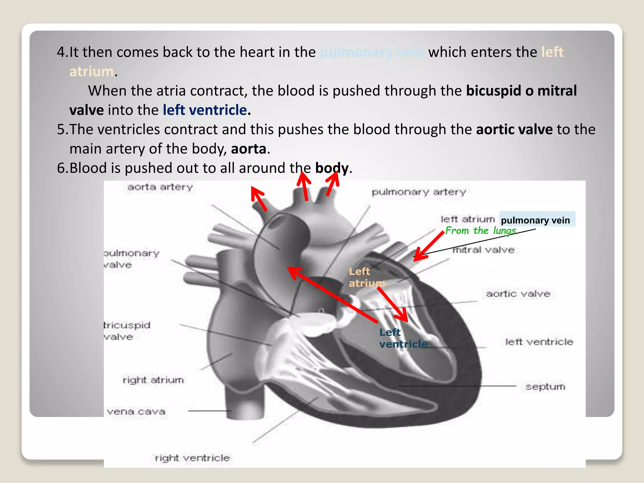 4.It then comes back to the heart in the pulmonary vein which enters the left
atrium.
When the atria contract, the blood is pushed through the bicuspid o mitral
valve into the left ventricle.
5.The ventricles contract and this pushes the blood through the aortic valve to the
main artery of the body, aorta.
6.Blood is pushed out to all around the body.
Left
atrium
Left
ventricle
pulmonary vein
From the lungs
 