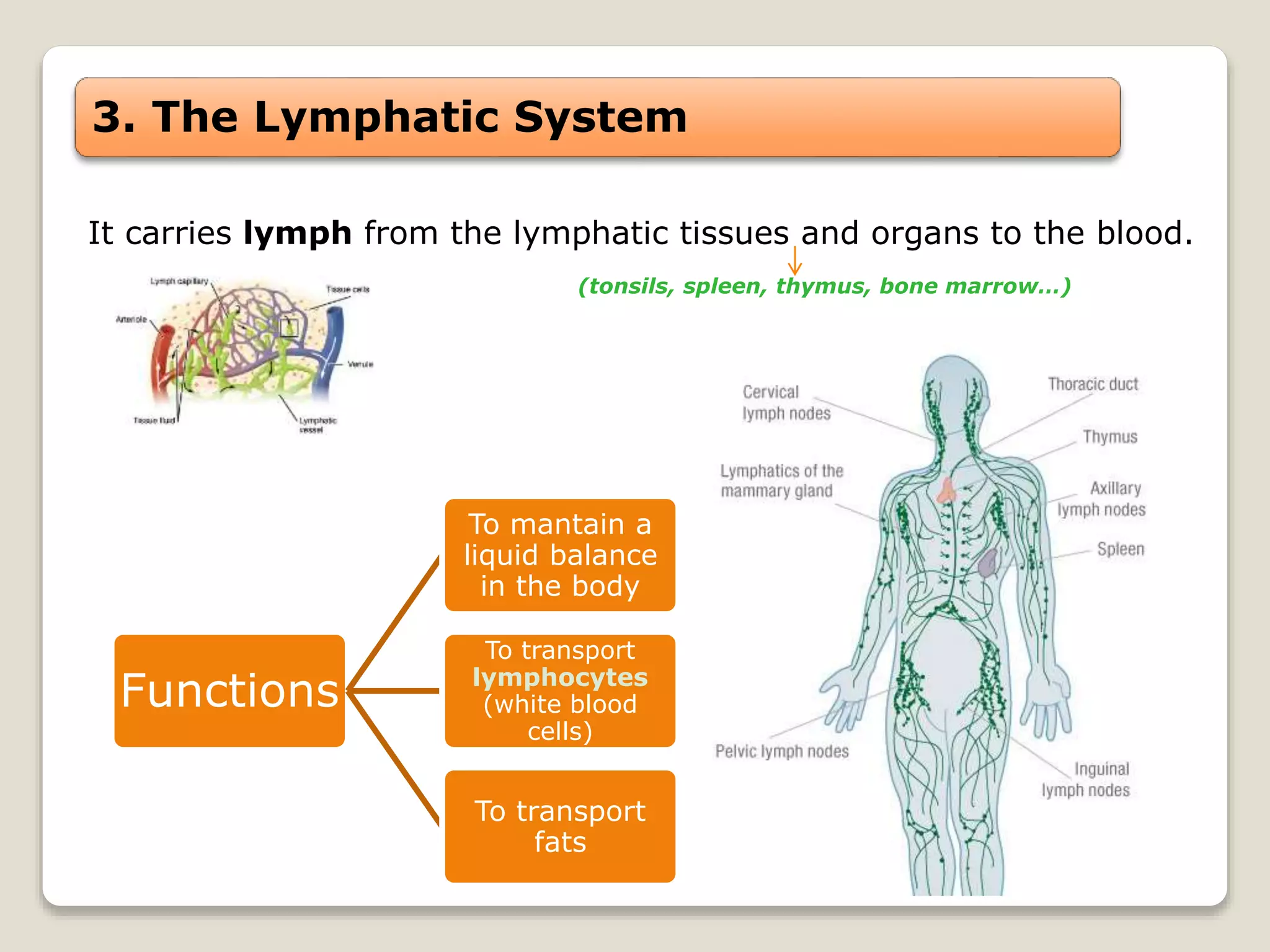 3. The Lymphatic System
It carries lymph from the lymphatic tissues and organs to the blood.
Functions
To mantain a
liquid balance
in the body
To transport
lymphocytes
(white blood
cells)
To transport
fats
(tonsils, spleen, thymus, bone marrow…)
 