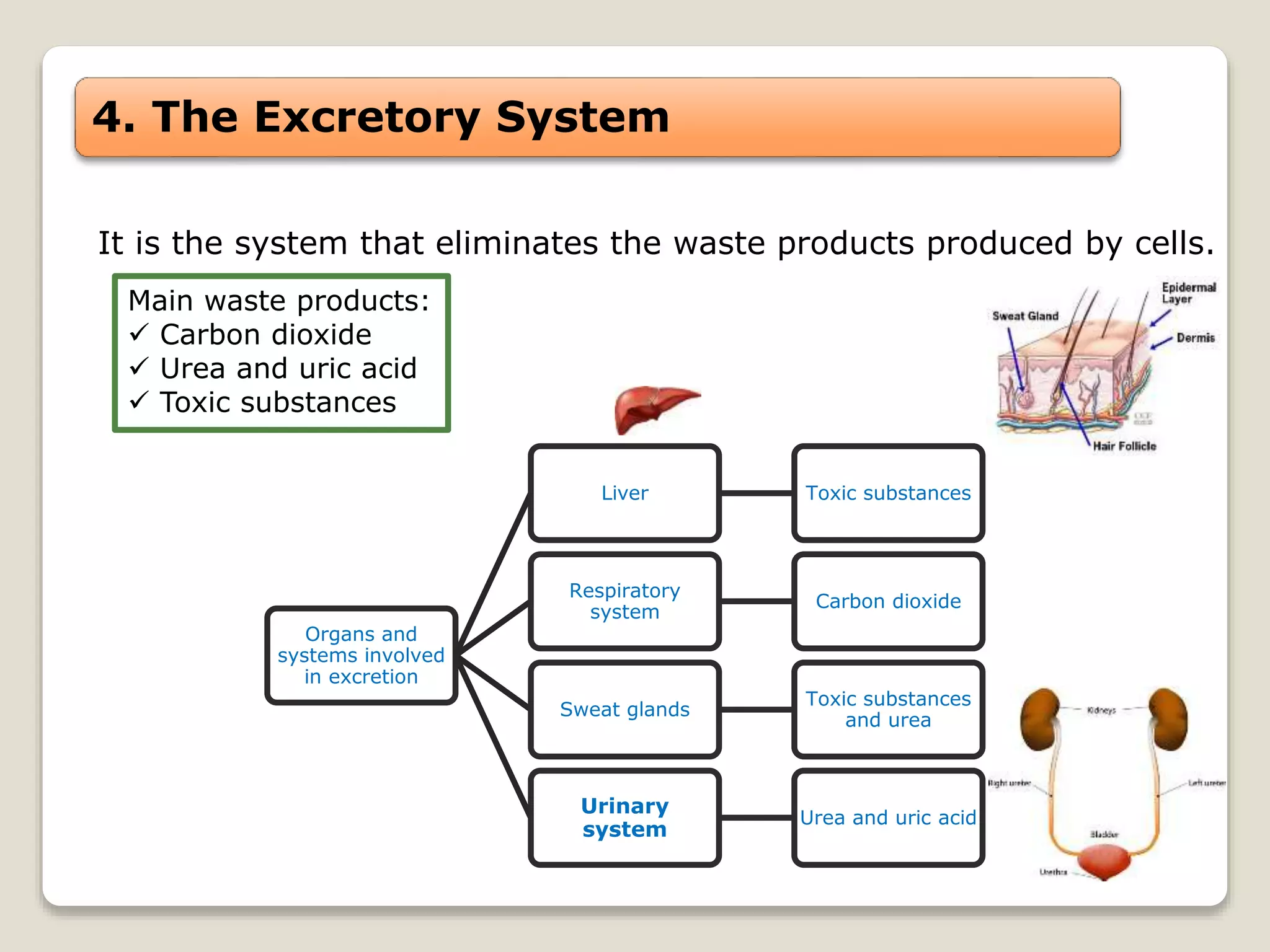 4. The Excretory System
It is the system that eliminates the waste products produced by cells.
Main waste products:
 Carbon dioxide
 Urea and uric acid
 Toxic substances
Organs and
systems involved
in excretion
Liver Toxic substances
Respiratory
system
Carbon dioxide
Sweat glands
Toxic substances
and urea
Urinary
system
Urea and uric acid
 