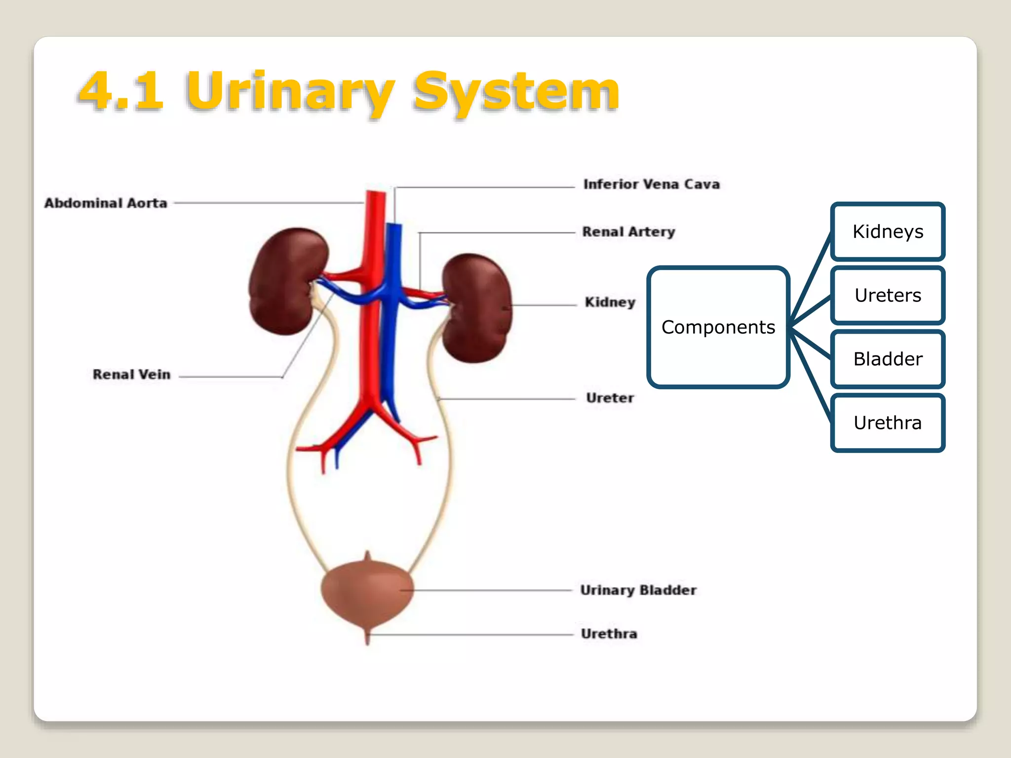 4.1 Urinary System
Components
Kidneys
Ureters
Bladder
Urethra
 