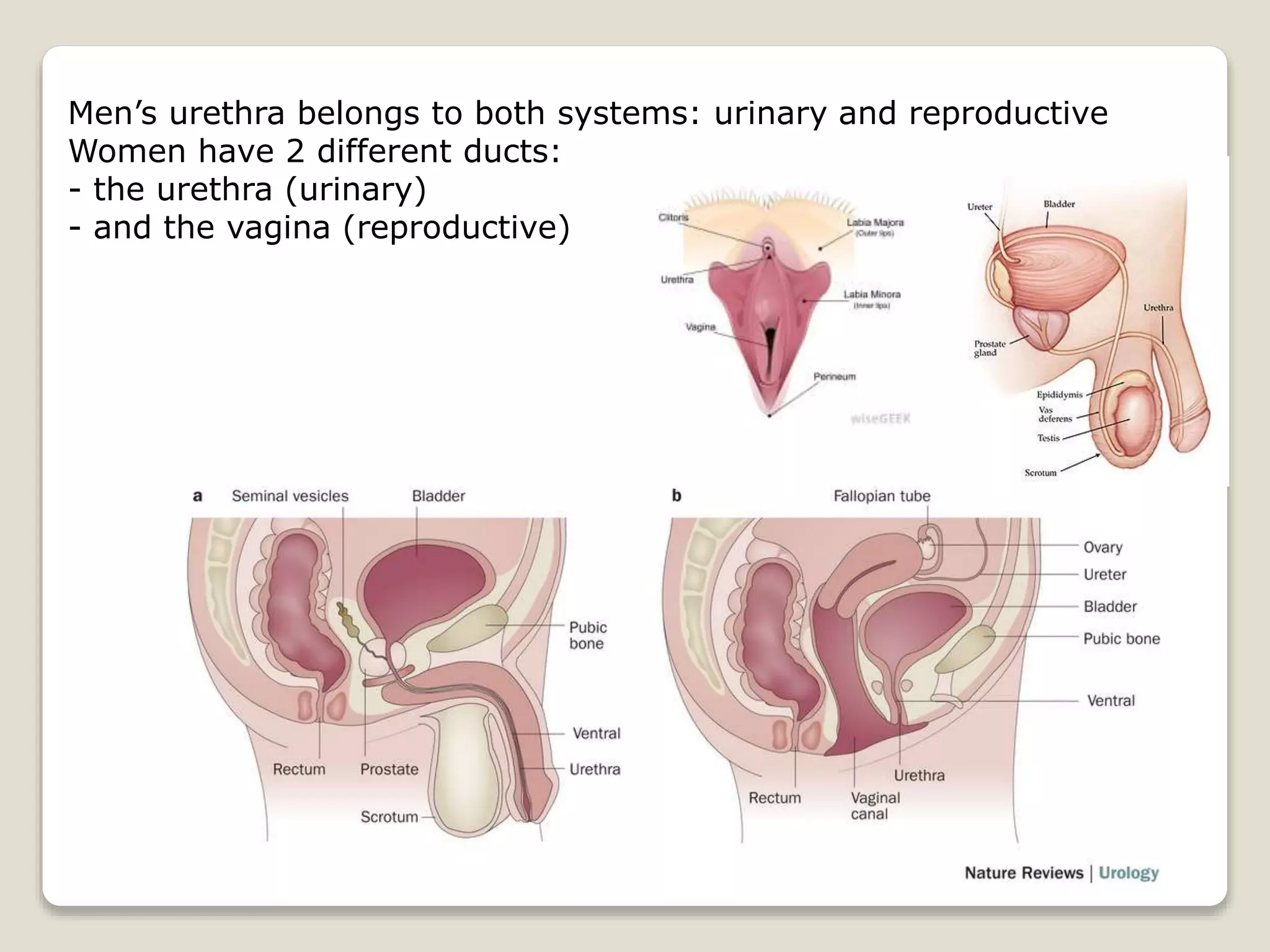 Men’s urethra belongs to both systems: urinary and reproductive
Women have 2 different ducts:
- the urethra (urinary)
- and the vagina (reproductive)
 