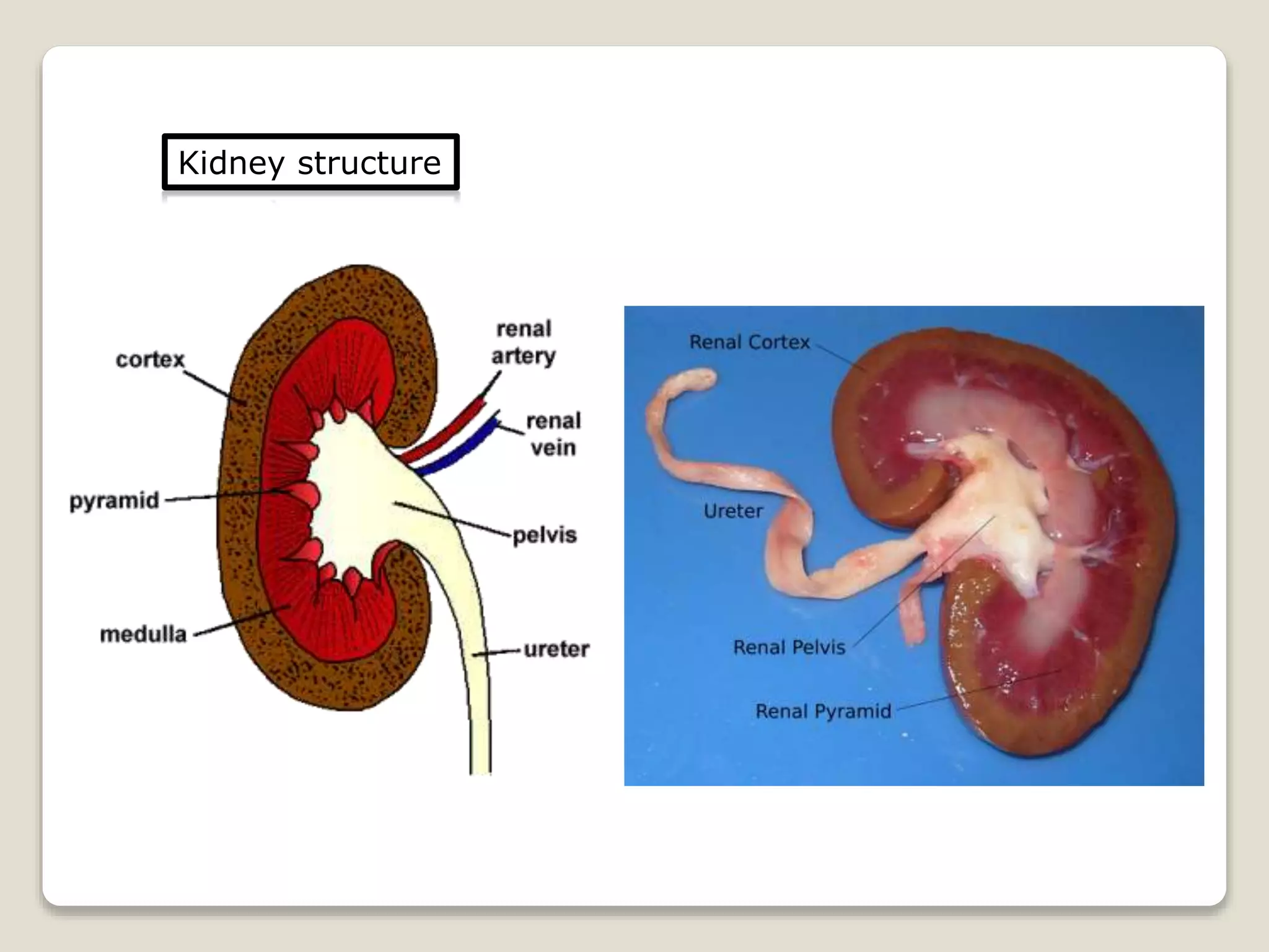 Kidney structure
 