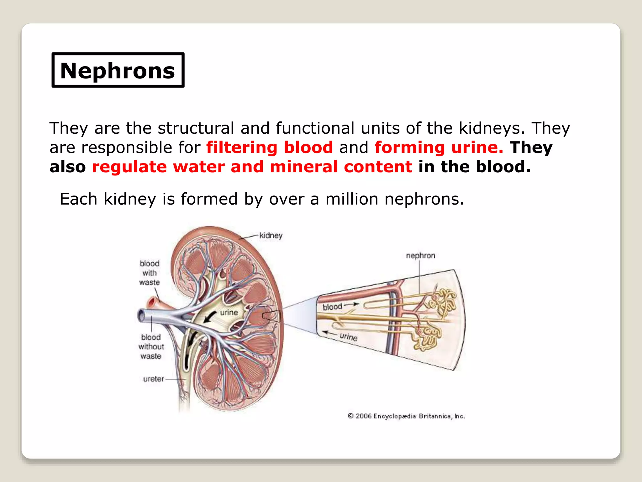 Nephrons
They are the structural and functional units of the kidneys. They
are responsible for filtering blood and forming urine. They
also regulate water and mineral content in the blood.
Each kidney is formed by over a million nephrons.
 