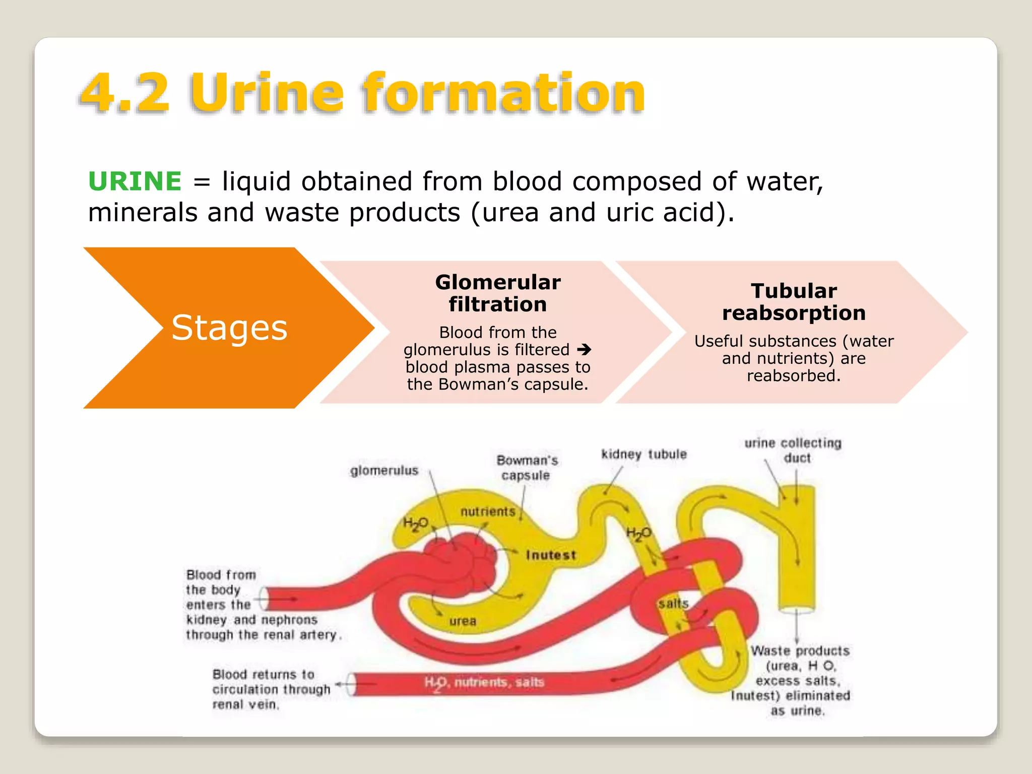 4.2 Urine formation
URINE = liquid obtained from blood composed of water,
minerals and waste products (urea and uric acid).
Stages
Glomerular
filtration
Blood from the
glomerulus is filtered 
blood plasma passes to
the Bowman’s capsule.
Tubular
reabsorption
Useful substances (water
and nutrients) are
reabsorbed.
 