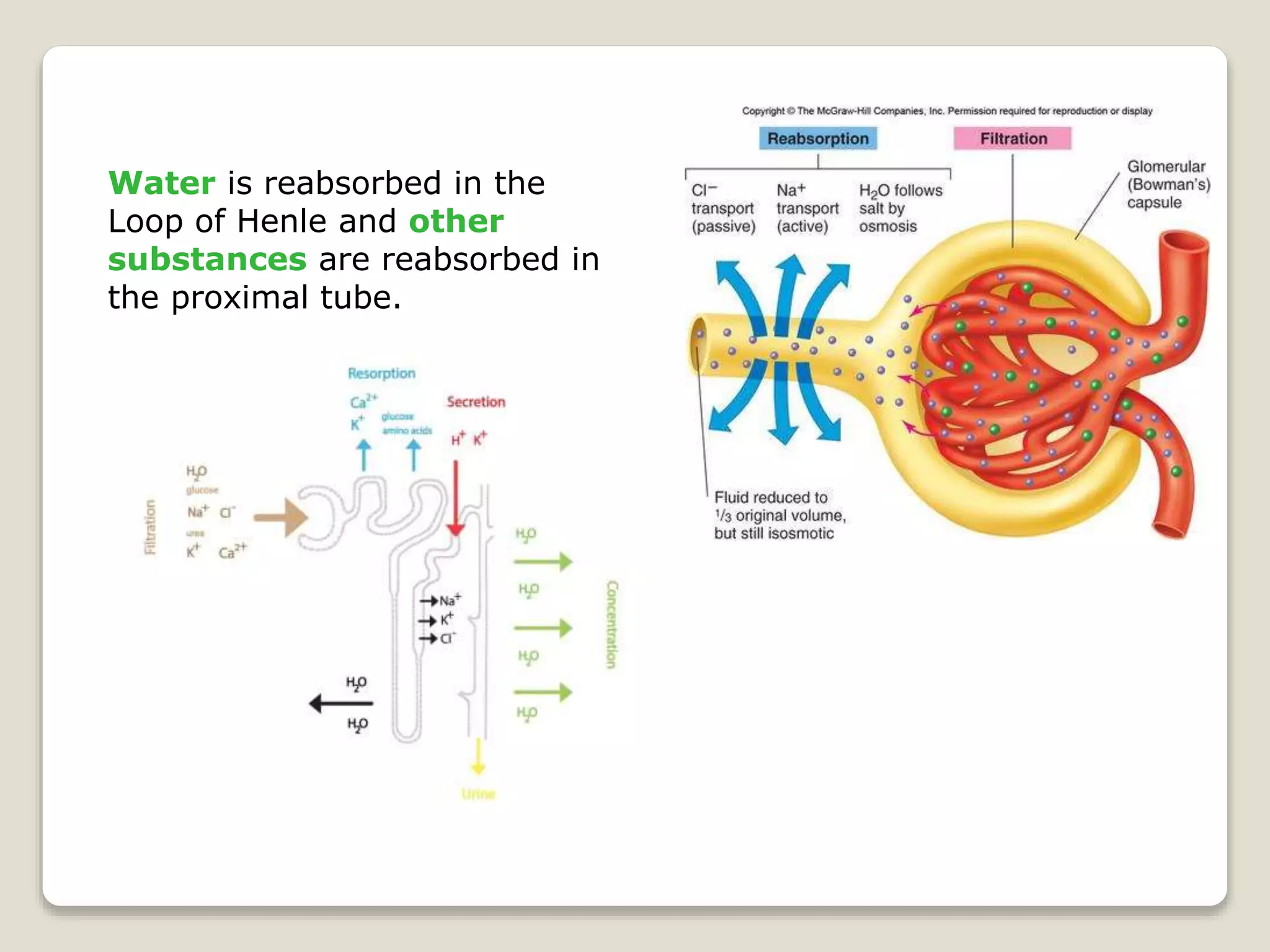 Water is reabsorbed in the
Loop of Henle and other
substances are reabsorbed in
the proximal tube.
 