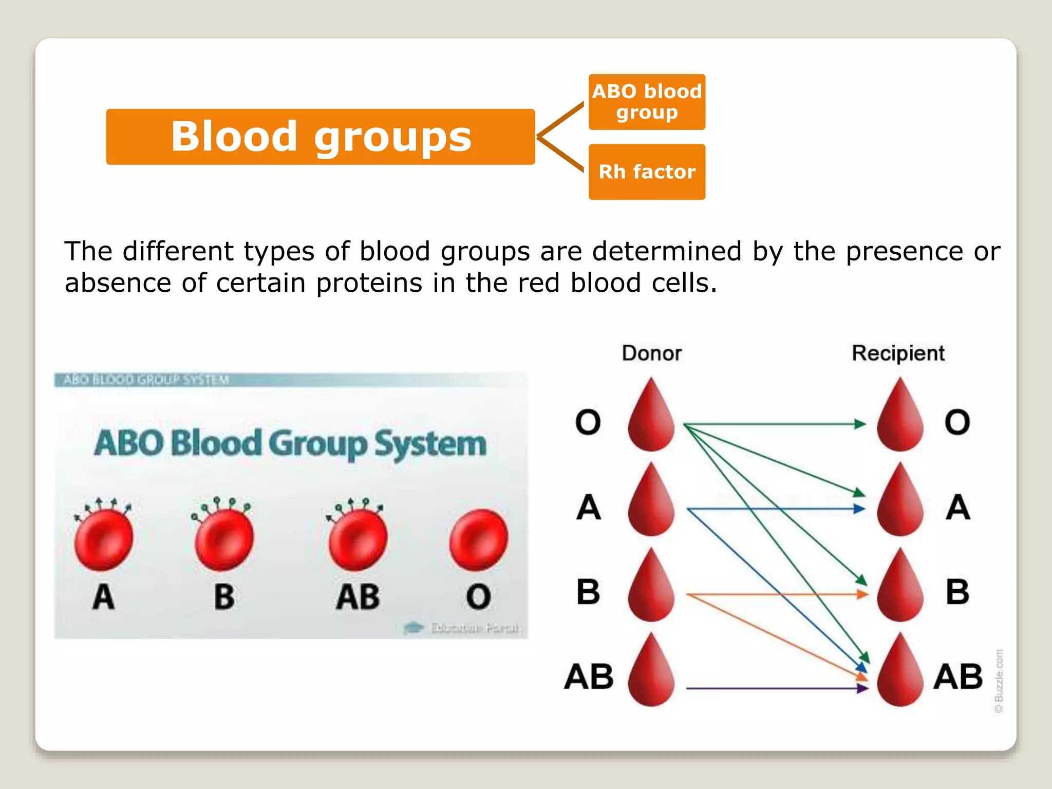 The different types of blood groups are determined by the presence or
absence of certain proteins in the red blood cells.
Blood groups
ABO blood
group
Rh factor
 