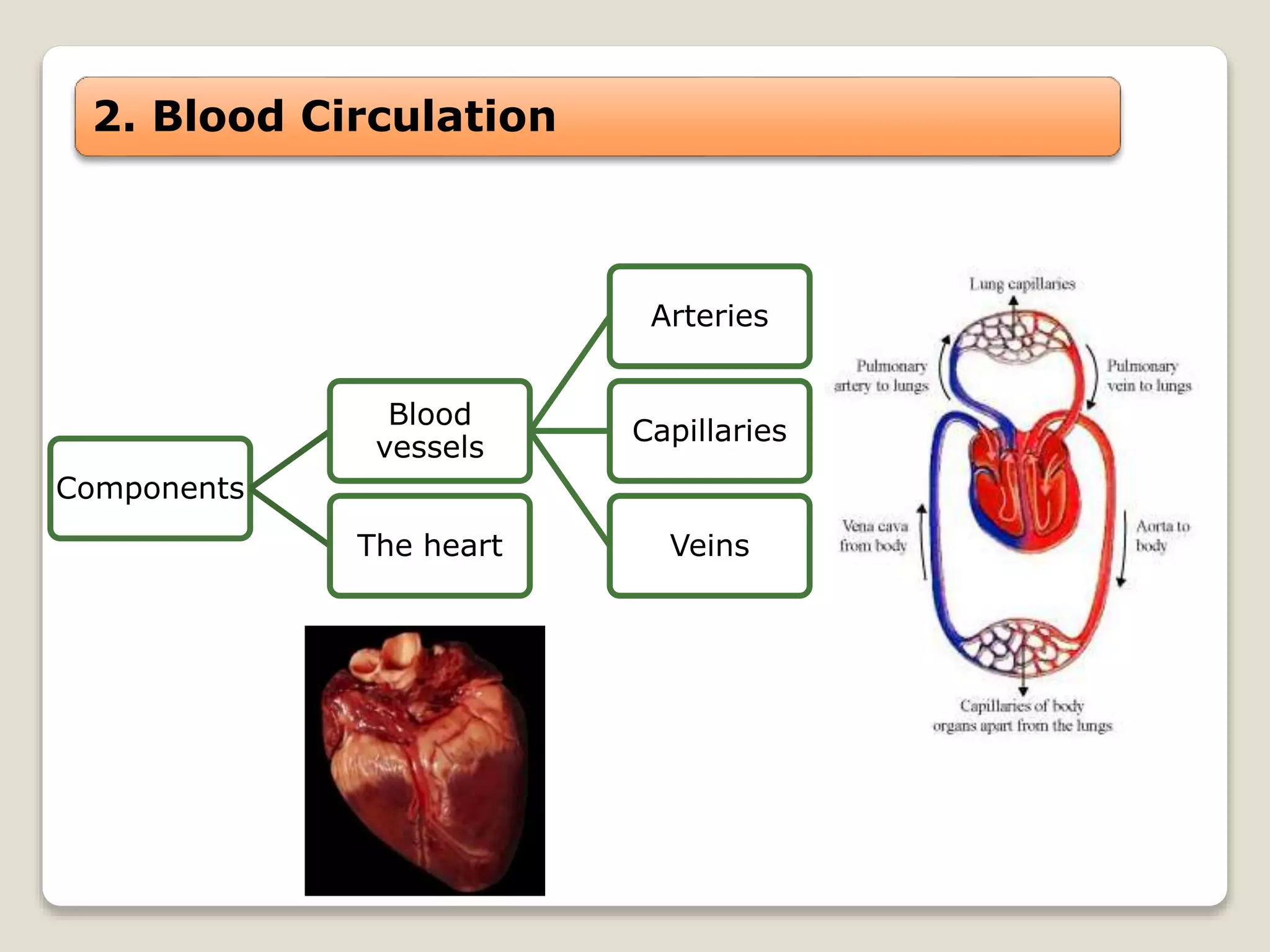 2. Blood Circulation
Components
Blood
vessels
Arteries
Capillaries
VeinsThe heart
 