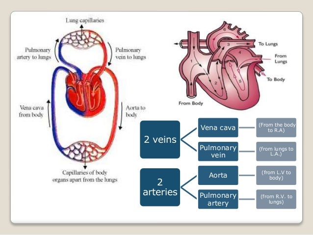 Unit 4 Circulatory and Excretory Systems