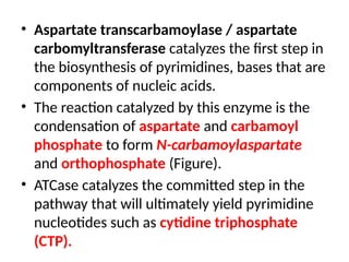 • Aspartate transcarbamoylase / aspartate
carbomyltransferase catalyzes the first step in
the biosynthesis of pyrimidines, bases that are
components of nucleic acids.
• The reaction catalyzed by this enzyme is the
condensation of aspartate and carbamoyl
phosphate to form N-carbamoylaspartate
and orthophosphate (Figure).
• ATCase catalyzes the committed step in the
pathway that will ultimately yield pyrimidine
nucleotides such as cytidine triphosphate
(CTP).
 
