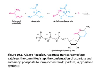 Figure 10.1. ATCase Reaction. Aspartate transcarbamoylase
catalyzes the committed step, the condensation of aspartate and
carbamoyl phosphate to form N-carbamoylaspartate, in pyrimidine
synthesis
 