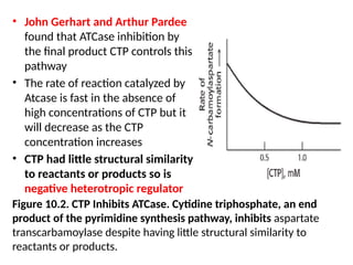 • John Gerhart and Arthur Pardee
found that ATCase inhibition by
the final product CTP controls this
pathway
• The rate of reaction catalyzed by
Atcase is fast in the absence of
high concentrations of CTP but it
will decrease as the CTP
concentration increases
• CTP had little structural similarity
to reactants or products so is
negative heterotropic regulator
Figure 10.2. CTP Inhibits ATCase. Cytidine triphosphate, an end
product of the pyrimidine synthesis pathway, inhibits aspartate
transcarbamoylase despite having little structural similarity to
reactants or products.
 