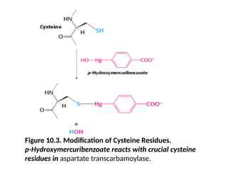 Figure 10.3. Modification of Cysteine Residues.
p-Hydroxymercuribenzoate reacts with crucial cysteine
residues in aspartate transcarbamoylase.
 