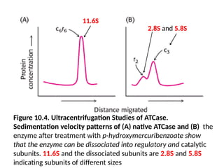Figure 10.4. Ultracentrifugation Studies of ATCase.
Sedimentation velocity patterns of (A) native ATCase and (B) the
enzyme after treatment with p-hydroxymercuribenzoate show
that the enzyme can be dissociated into regulatory and catalytic
subunits. 11.6S and the dissociated subunits are 2.8S and 5.8S
indicating subunits of different sizes
11.6S
2.8S and 5.8S
 