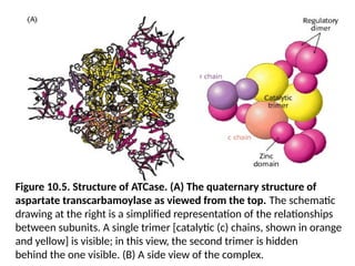 Figure 10.5. Structure of ATCase. (A) The quaternary structure of
aspartate transcarbamoylase as viewed from the top. The schematic
drawing at the right is a simplified representation of the relationships
between subunits. A single trimer [catalytic (c) chains, shown in orange
and yellow] is visible; in this view, the second trimer is hidden
behind the one visible. (B) A side view of the complex.
 