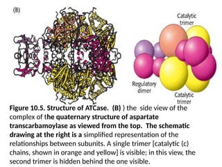 Figure 10.5. Structure of ATCase. (B) ) the side view of the
complex of the quaternary structure of aspartate
transcarbamoylase as viewed from the top. The schematic
drawing at the right is a simplified representation of the
relationships between subunits. A single trimer [catalytic (c)
chains, shown in orange and yellow] is visible; in this view, the
second trimer is hidden behind the one visible.
 