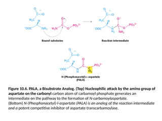 Figure 10.6. PALA, a Bisubstrate Analog. (Top) Nucleophilic attack by the amino group of
aspartate on the carbonyl carbon atom of carbamoyl phosphate generates an
intermediate on the pathway to the formation of N-carbamoylaspartate.
(Bottom) N-(Phosphonacetyl)-l-aspartate (PALA) is an analog of the reaction intermediate
and a potent competitive inhibitor of aspartate transcarbamoylase.
 
