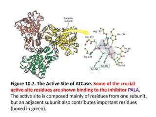 Figure 10.7. The Active Site of ATCase. Some of the crucial
active-site residues are shown binding to the inhibitor PALA.
The active site is composed mainly of residues from one subunit,
but an adjacent subunit also contributes important residues
(boxed in green).
 