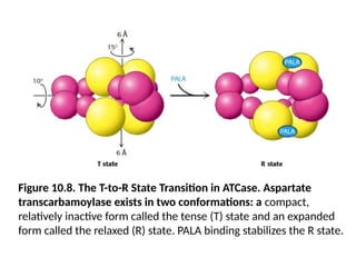 Figure 10.8. The T-to-R State Transition in ATCase. Aspartate
transcarbamoylase exists in two conformations: a compact,
relatively inactive form called the tense (T) state and an expanded
form called the relaxed (R) state. PALA binding stabilizes the R state.
 