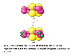 10.9 CTP Stabilizes the T State. The binding of CTP to the
regulatory subunit of aspartate transcarbamoylase stabilizes the
T state.
 