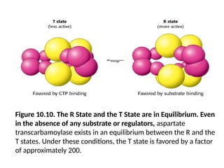 Figure 10.10. The R State and the T State are in Equilibrium. Even
in the absence of any substrate or regulators, aspartate
transcarbamoylase exists in an equilibrium between the R and the
T states. Under these conditions, the T state is favored by a factor
of approximately 200.
 