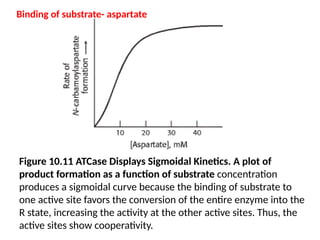 Figure 10.11 ATCase Displays Sigmoidal Kinetics. A plot of
product formation as a function of substrate concentration
produces a sigmoidal curve because the binding of substrate to
one active site favors the conversion of the entire enzyme into the
R state, increasing the activity at the other active sites. Thus, the
active sites show cooperativity.
Binding of substrate- aspartate
 