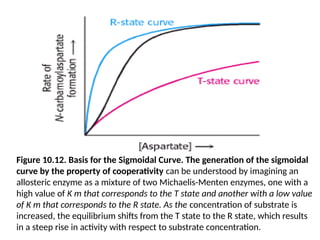 Figure 10.12. Basis for the Sigmoidal Curve. The generation of the sigmoidal
curve by the property of cooperativity can be understood by imagining an
allosteric enzyme as a mixture of two Michaelis-Menten enzymes, one with a
high value of K m that corresponds to the T state and another with a low value
of K m that corresponds to the R state. As the concentration of substrate is
increased, the equilibrium shifts from the T state to the R state, which results
in a steep rise in activity with respect to substrate concentration.
 