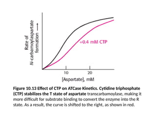 Figure 10.13 Effect of CTP on ATCase Kinetics. Cytidine triphosphate
(CTP) stabilizes the T state of aspartate transcarbamoylase, making it
more difficult for substrate binding to convert the enzyme into the R
state. As a result, the curve is shifted to the right, as shown in red.
 