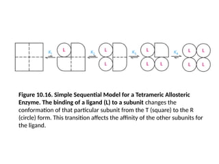 Figure 10.16. Simple Sequential Model for a Tetrameric Allosteric
Enzyme. The binding of a ligand (L) to a subunit changes the
conformation of that particular subunit from the T (square) to the R
(circle) form. This transition affects the affinity of the other subunits for
the ligand.
 