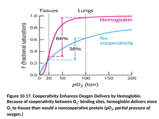 Figure 10.17. Cooperativity Enhances Oxygen Delivery by Hemoglobin.
Because of cooperativity between O2- binding sites, hemoglobin delivers more
O2 to tissues than would a noncooperative protein (pO2, partial pressure of
oxygen.)
 