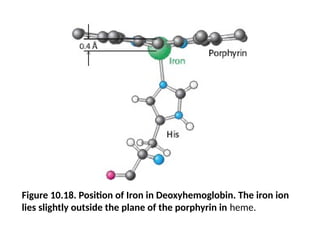 Figure 10.18. Position of Iron in Deoxyhemoglobin. The iron ion
lies slightly outside the plane of the porphyrin in heme.
 