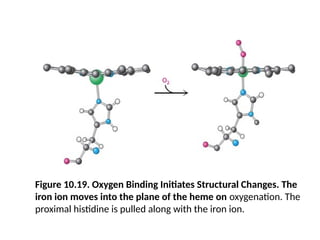 Figure 10.19. Oxygen Binding Initiates Structural Changes. The
iron ion moves into the plane of the heme on oxygenation. The
proximal histidine is pulled along with the iron ion.
 