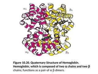 Figure 10.20. Quaternary Structure of Hemoglobin.
Hemoglobin, which is composed of two a chains and two b
chains, functions as a pair of a b dimers.
 
