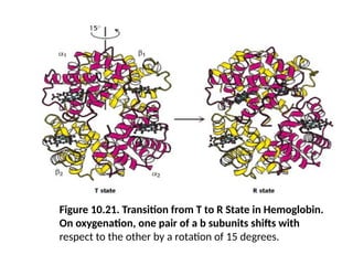 Figure 10.21. Transition from T to R State in Hemoglobin.
On oxygenation, one pair of a b subunits shifts with
respect to the other by a rotation of 15 degrees.
 