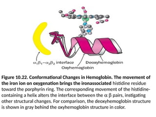 Figure 10.22. Conformational Changes in Hemoglobin. The movement of
the iron ion on oxygenation brings the ironassociated histidine residue
toward the porphyrin ring. The corresponding movement of the histidine-
containing a helix alters the interface between the a b pairs, instigating
other structural changes. For comparison, the deoxyhemoglobin structure
is shown in gray behind the oxyhemoglobin structure in color.
 