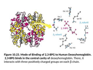 Figure 10.23. Mode of Binding of 2,3-BPG to Human Deoxyhemoglobin.
2,3-BPG binds in the central cavity of deoxyhemoglobin. There, it
interacts with three positively charged groups on each b chain.
 