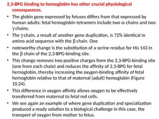 2,3-BPG binding to hemoglobin has other crucial physiological
consequences.
• The globin gene expressed by fetuses differs from that expressed by
human adults; fetal hemoglobin tetramers include two a chains and two
g chains.
• The g chain, a result of another gene duplication, is 72% identical in
amino acid sequence with the b chain. One
• noteworthy change is the substitution of a serine residue for His 143 in
the b chain of the 2,3-BPG-binding site.
• This change removes two positive charges from the 2,3-BPG-binding site
(one from each chain) and reduces the affinity of 2,3-BPG for fetal
hemoglobin, thereby increasing the oxygen-binding affinity of fetal
hemoglobin relative to that of maternal (adult) hemoglobin (Figure
10.24).
• This difference in oxygen affinity allows oxygen to be effectively
transferred from maternal to fetal red cells.
• We see again an example of where gene duplication and specialization
produced a ready solution to a biological challenge in this case, the
transport of oxygen from mother to fetus.
 