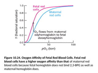Figure 10.24. Oxygen Affinity of Fetal Red Blood Cells. Fetal red
blood cells have a higher oxygen affinity than that of maternal red
blood cells because fetal hemoglobin does not bind 2,3-BPG as well as
maternal hemoglobin does.
 
