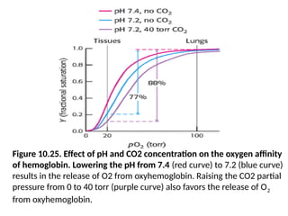 Figure 10.25. Effect of pH and CO2 concentration on the oxygen affinity
of hemoglobin. Lowering the pH from 7.4 (red curve) to 7.2 (blue curve)
results in the release of O2 from oxyhemoglobin. Raising the CO2 partial
pressure from 0 to 40 torr (purple curve) also favors the release of O2
from oxyhemoglobin.
 