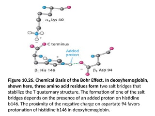 Figure 10.26. Chemical Basis of the Bohr Effect. In deoxyhemoglobin,
shown here, three amino acid residues form two salt bridges that
stabilize the T quaternary structure. The formation of one of the salt
bridges depends on the presence of an added proton on histidine
b146. The proximity of the negative charge on aspartate 94 favors
protonation of histidine b146 in deoxyhemoglobin.
 