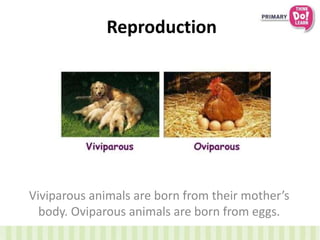 Reproduction
Viviparous animals are born from their mother’s
body. Oviparous animals are born from eggs.
 