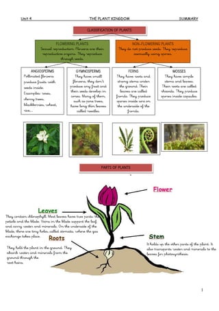Unit 4 THE PLANT KINGDOM SUMMARY
1
CLASSIFICATION OF PLANTS
FLOWERING PLANTS
Sexual reproduction. Flowers are their
reproductive organs. They reproduce
through seeds.
NON-FLOWERING PLANTS
They do not produce seeds. They reproduce
asexually using spores.
ANGIOSPERMS
Pollinated flowers
produce fruits with
seeds inside.
Examples: roses,
cherry trees,
blackberries, wheat,
rice,…
GYMNOSPERMS
They have small
flowers, they don’t
produce any fruit and
their seeds develop in
cones. Many of them,
such as pine trees,
have long thin leaves
called needles.
FERNS
They have roots and
strong stems under
the ground. Their
leaves are called
fronds. They produce
spores inside sori on
the underside of the
fronds.
MOSSES
They have simple
stems and leaves.
Their roots are called
rhizoids. They produce
spores inside capsules.
PARTS OF PLANTS
They hold the plant in the ground. They
absorb water and minerals from the
ground through the
root hairs.
It holds up the other parts of the plant. It
also transports water and minerals to the
leaves for photosynthesis.
They contain chlorophyll. Most leaves have two parts: the
petiole and the blade. Veins in the blade support the leaf
and carry water and minerals. On the underside of the
blade, there are tiny holes, called stomata, where the gas
exchange takes place.
 
