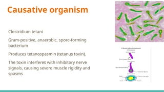 Causative organism
Clostridium tetani
Gram-positive, anaerobic, spore-forming
bacterium
Produces tetanospasmin (tetanus toxin).
The toxin interferes with inhibitory nerve
signals, causing severe muscle rigidity and
spasms
 