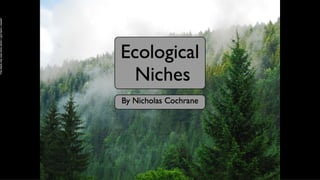 The black bar was here when I got here I swear!

 