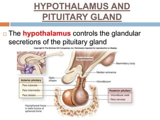 HYPOTHALAMUS AND
PITUITARY GLAND
 The hypothalamus controls the glandular
secretions of the pituitary gland
 
