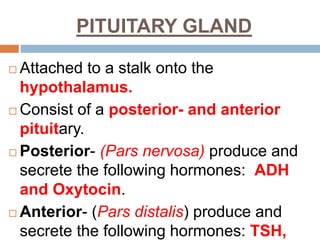 PITUITARY GLAND
 Attached to a stalk onto the
hypothalamus.
 Consist of a posterior- and anterior
pituitary.
 Posterior- (Pars nervosa) produce and
secrete the following hormones: ADH
and Oxytocin.
 Anterior- (Pars distalis) produce and
secrete the following hormones: TSH,
 